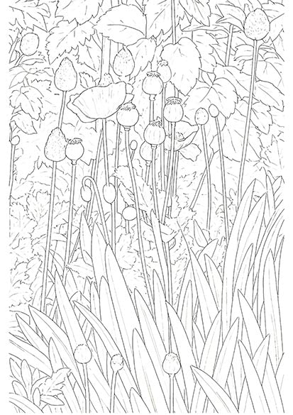 Poppies and Seedheads