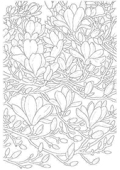 Magnolia Blossoms