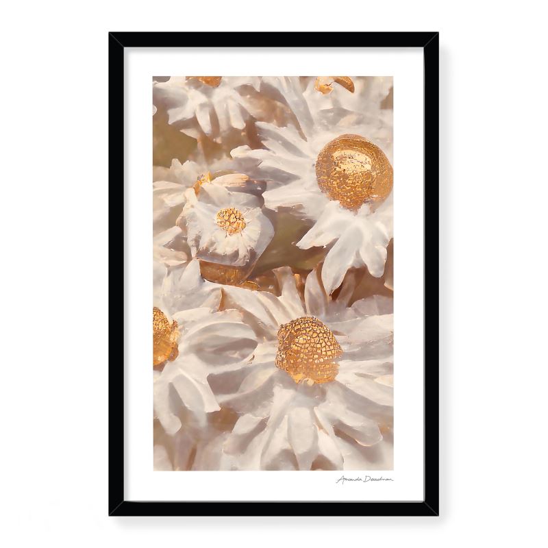 AS FRESH AS A DAISY - LIMITED EDITION FRAMED ART PRINT