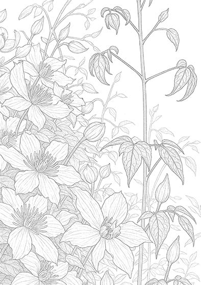 Clematis