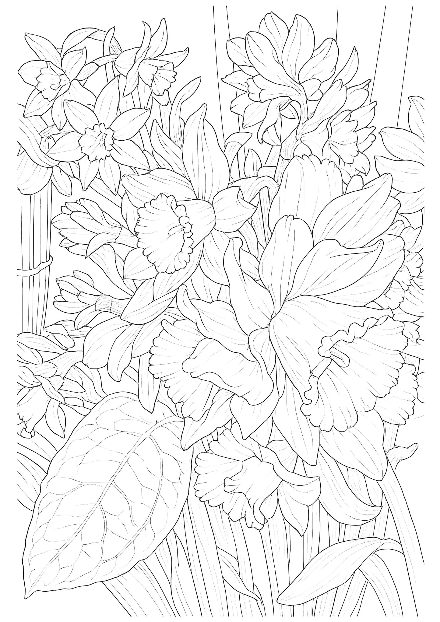 Daffodils