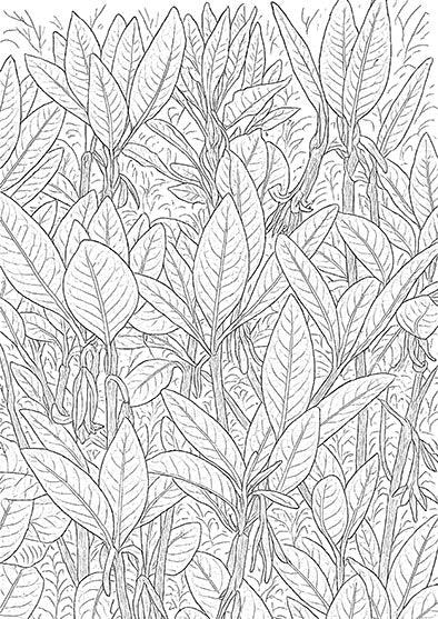 Rhododendron Leaves