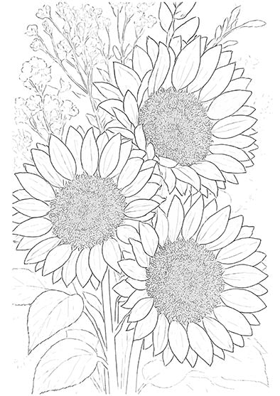 Sunflowers