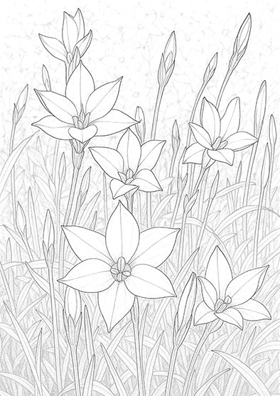 Rain Lilies
